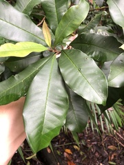 Quintinia verdonii