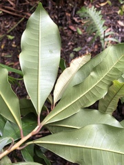 Quintinia verdonii