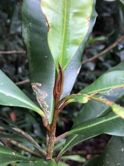 Quintinia verdonii