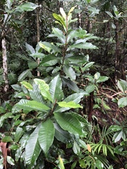 Quintinia verdonii
