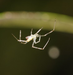 Thwaitesia nigronodosa