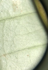 Quintinia verdonii