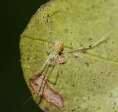 Thwaitesia nigronodosa