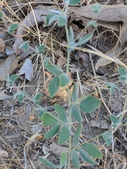 Acmispon americanus americanus
