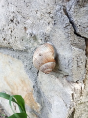 Helix pomatia