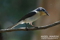 Myiagra ruficollis
