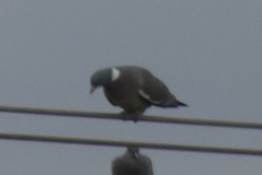 Columba palumbus