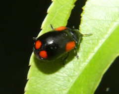 Babia quadriguttata