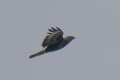 Buteo buteo