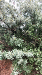 Elaeagnus angustifolia