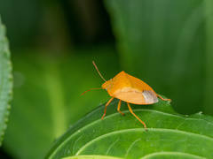 Halyabbas unicolor