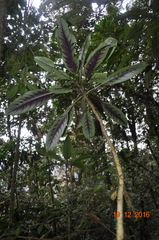 Telanthophora uspantanensis