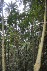 Telanthophora uspantanensis