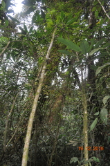 Telanthophora uspantanensis