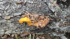 Amylocystis lapponica