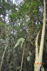 Telanthophora uspantanensis