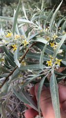 Elaeagnus angustifolia