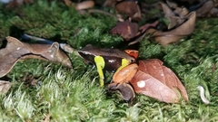 Mantella