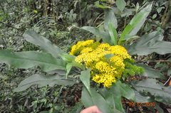 Telanthophora uspantanensis