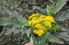 Telanthophora uspantanensis