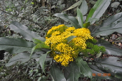 Telanthophora uspantanensis