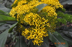 Telanthophora uspantanensis