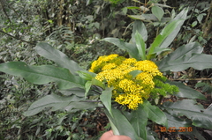 Telanthophora uspantanensis