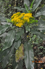 Telanthophora uspantanensis