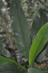 Telanthophora uspantanensis