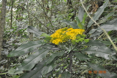 Telanthophora uspantanensis