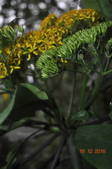 Telanthophora uspantanensis