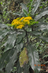 Telanthophora uspantanensis