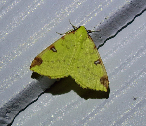 Opisthograptis luteolata