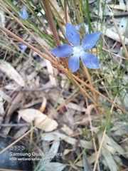 Wahlenbergia fluminalis