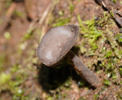 Helvella fibrosa