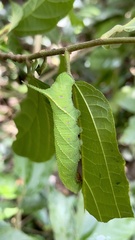 Marumba dyras