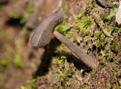 Helvella fibrosa