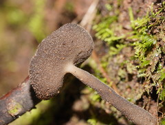 Helvella fibrosa