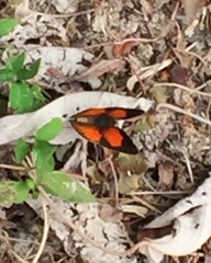 Curetis santana