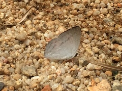 Curetis santana