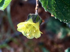 Abutilon fraseri