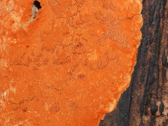 Gloeoporellus merulinus