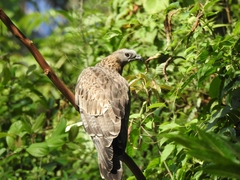 Pernis ptilorhynchus