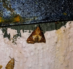 Lophoptera leucostriga