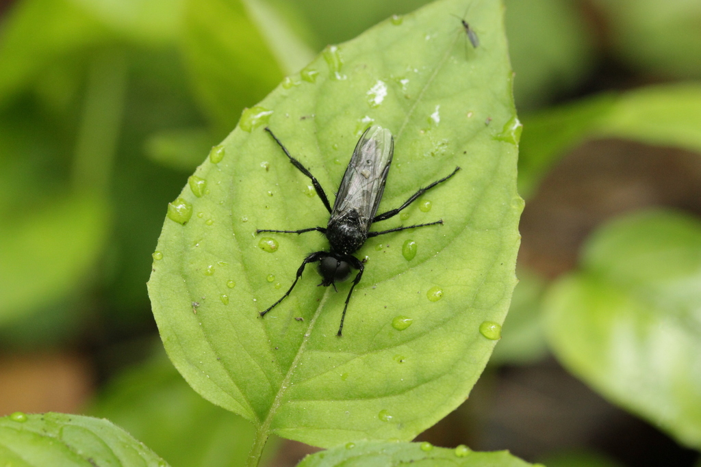 St Mark's fly (Bibio marci)
