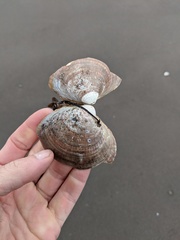 Serripes notabilis