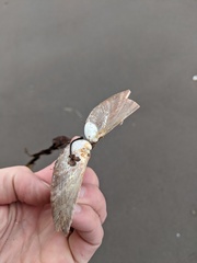 Serripes notabilis