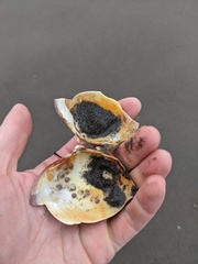 Serripes notabilis