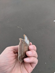 Serripes notabilis