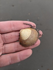 Serripes notabilis